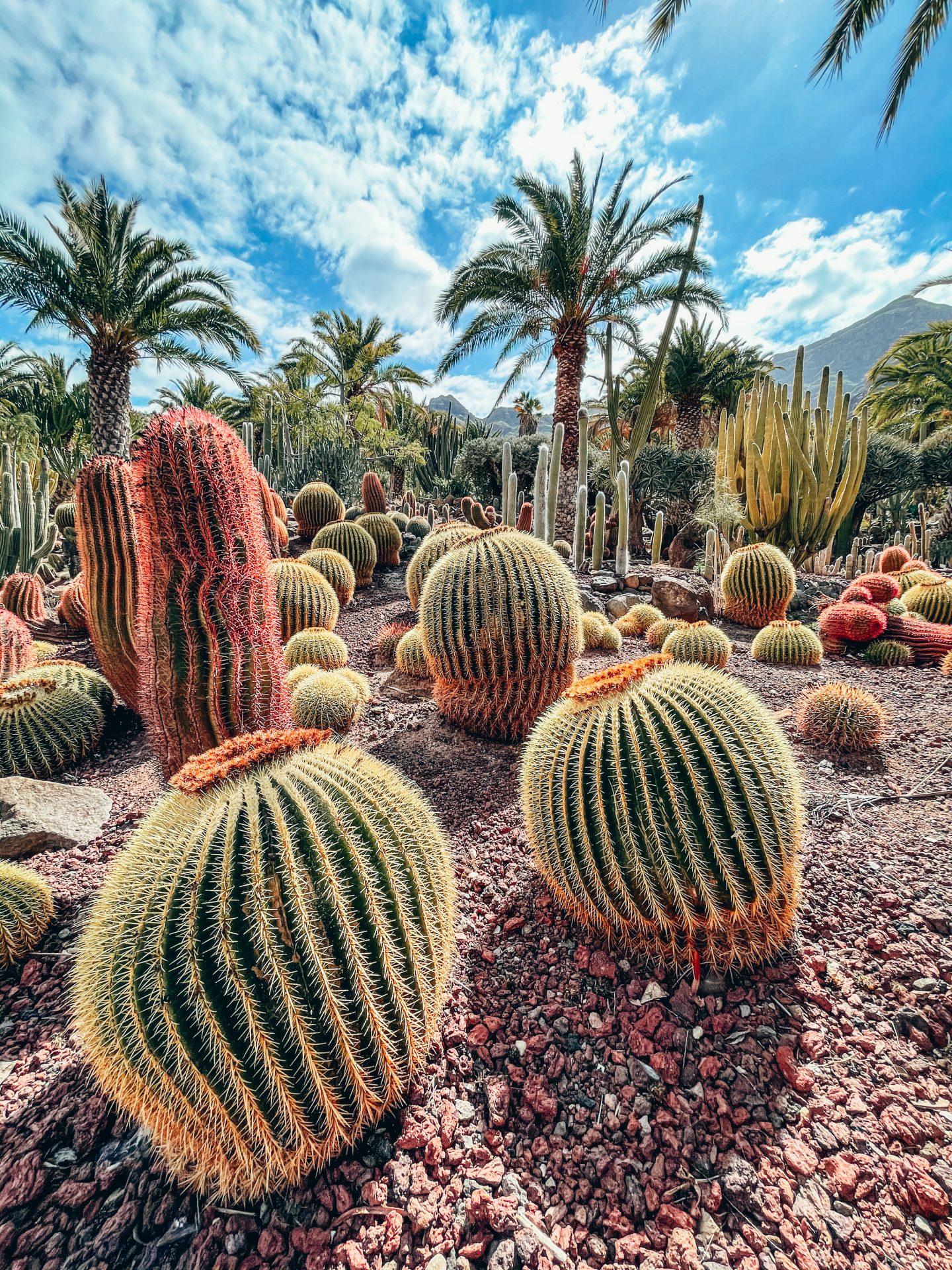 cactualdea park gran canaria